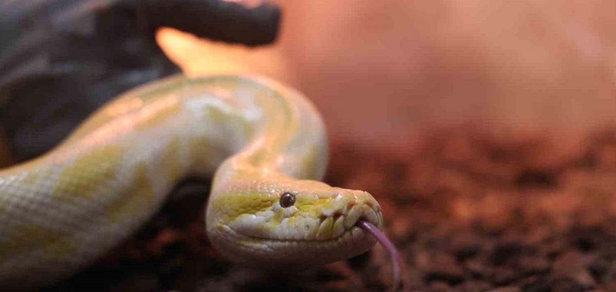 Denizli’de El Konulan Nesli Tehlike Altındaki Piton Konya’da Koruma Altına Alındı