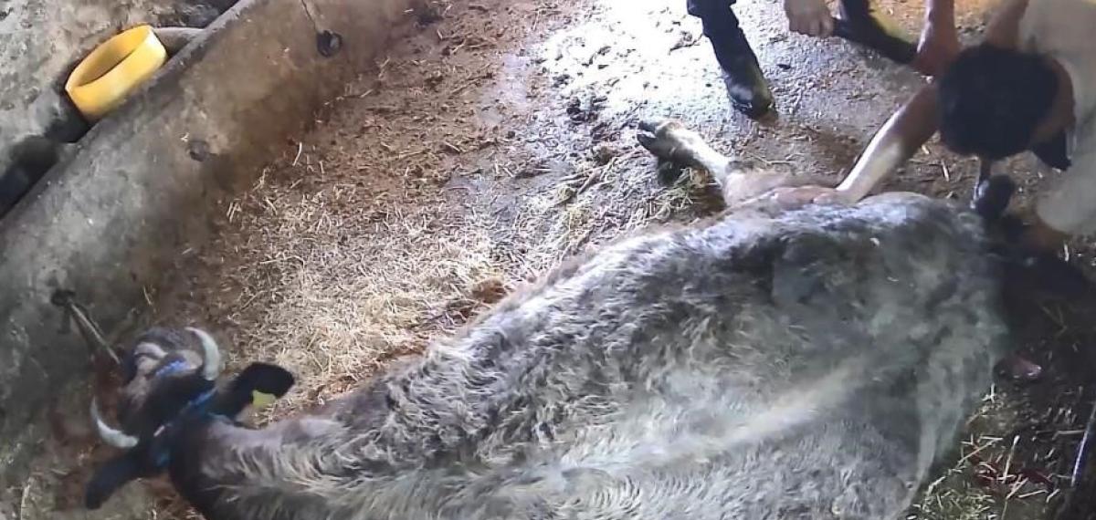 Doğum Yapmakta Zorlanan İneği Sezaryen Yapan S.t.’den Açıklama: Çağırdılar İnsanlık Namına Yardımcı Oldum