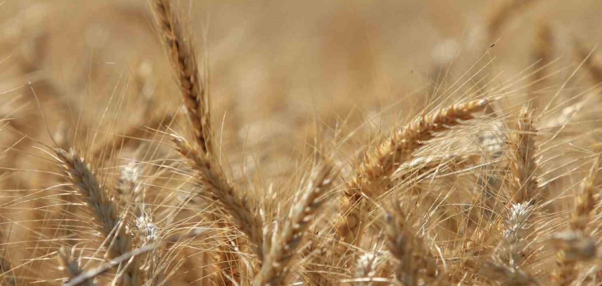 Dünya Tahıl Üretiminde 133 Milyon Ton Artışla Rekor Bekleniyor