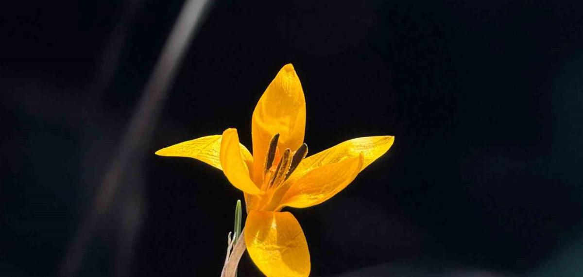 Endemik Çiçekler Çameli’nde Baharı Müjdeliyor