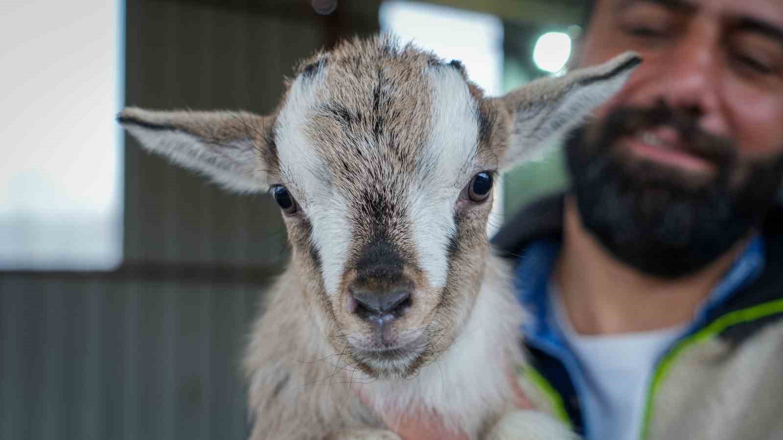 Evcil Hayvanlara Yeni Alternatif: Kedi Köpeğin Yerini ‘Cüce Keçi’ Alabilir