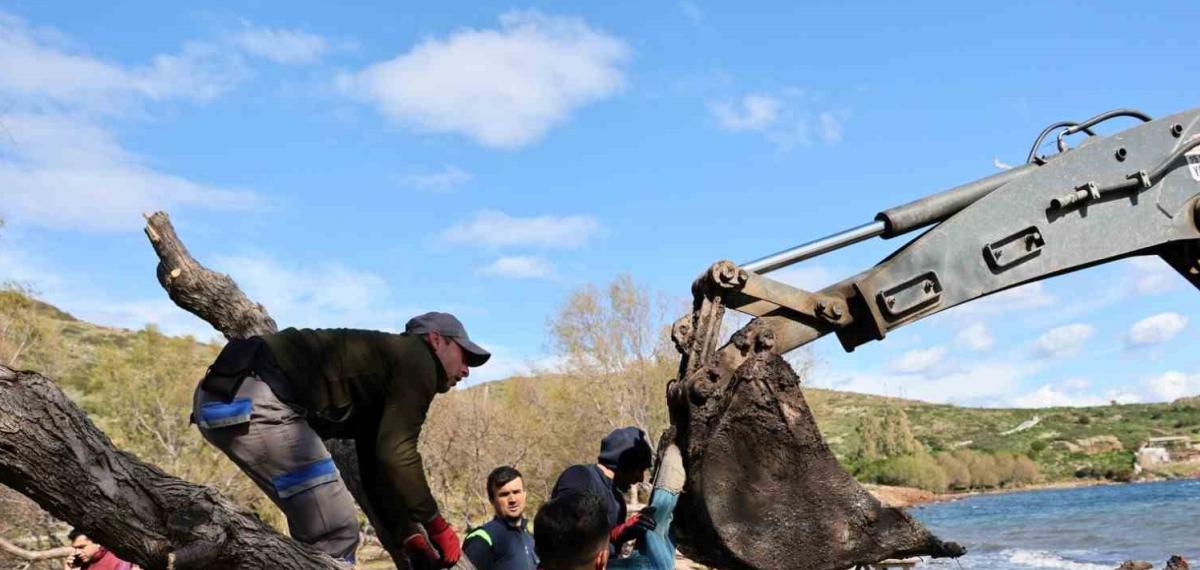 Fırtınada Devrilen Ilgın Ağaçları Yeniden Toprakla Buluşuyor