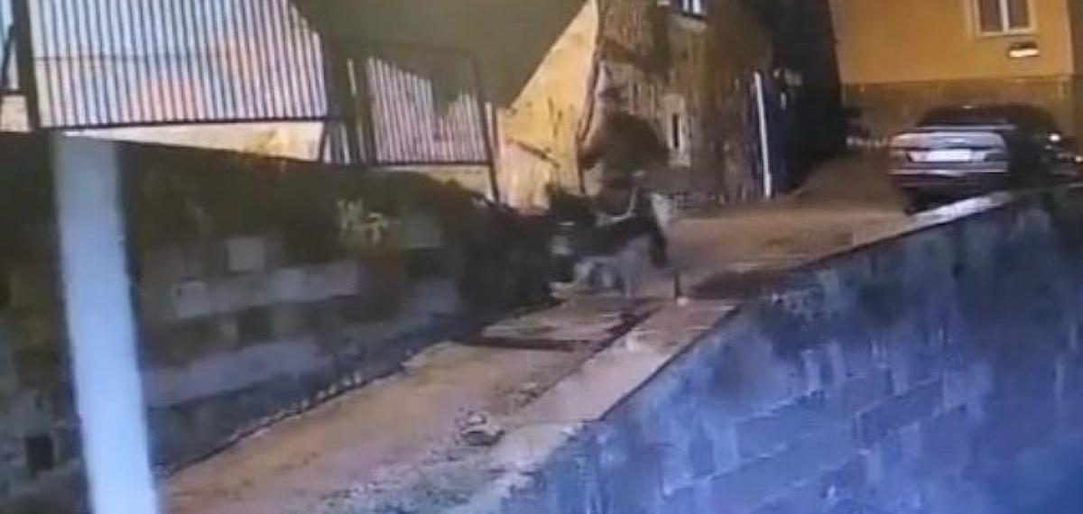 Forklifle Gelmiş, Eşekle Kaçmış