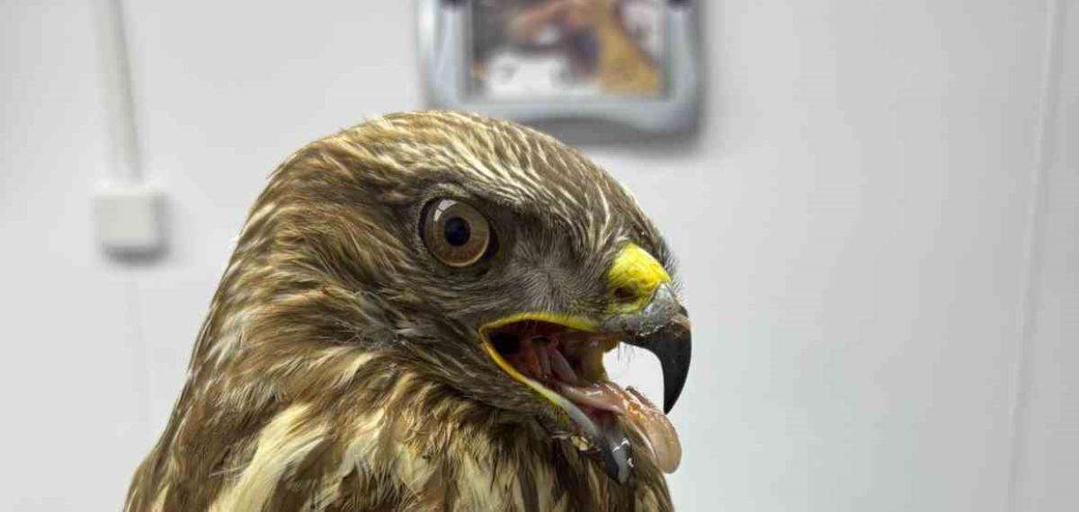 Göç Yolunda Yorgun Düşen Hayvanların Yardımına Köylüler Yetişiyor