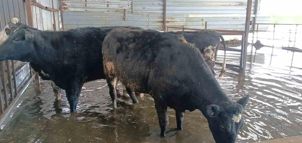 Hayvan Damları Sular Altında Kaldı, Hayvanlar Tahliye Ediliyor