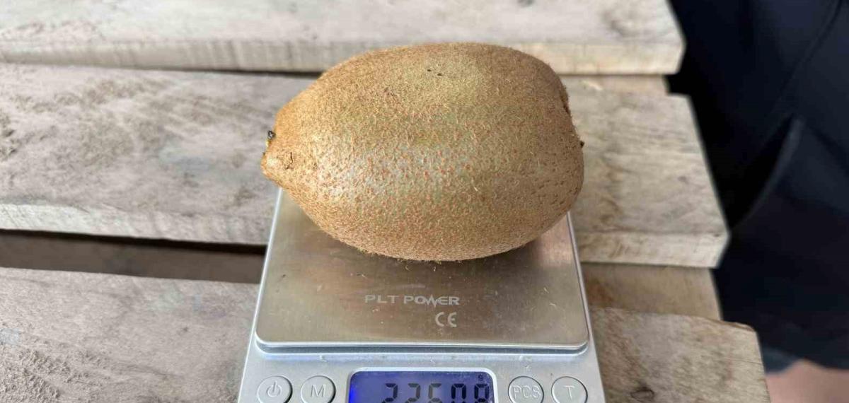 İznik’te Yetiştirilen Dev Kiviler Ağırlıklarıyla Rekor Kırdı, Avrupa Pazarının Dikkatini Çekti