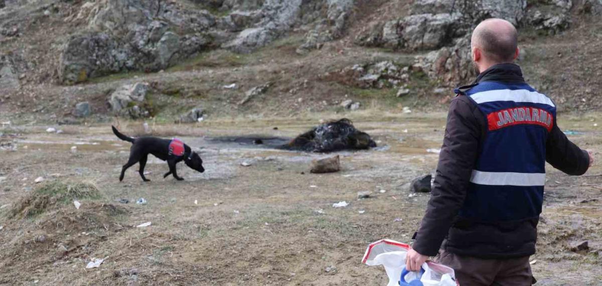 Jandarmanın İz Takip Köpeği “Salkım” Kayıp Şahıs İçin Sahada