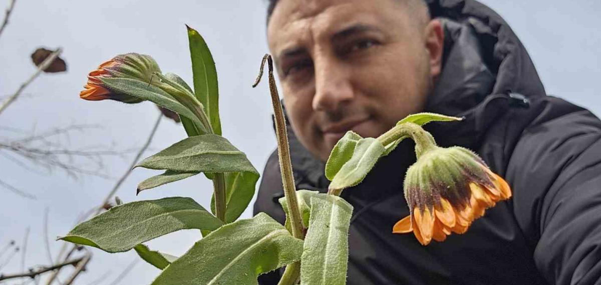 Karın Başkenti Bitlis’te Şubat Sürprizi: Çiçekler Karlar Arasında Açtı