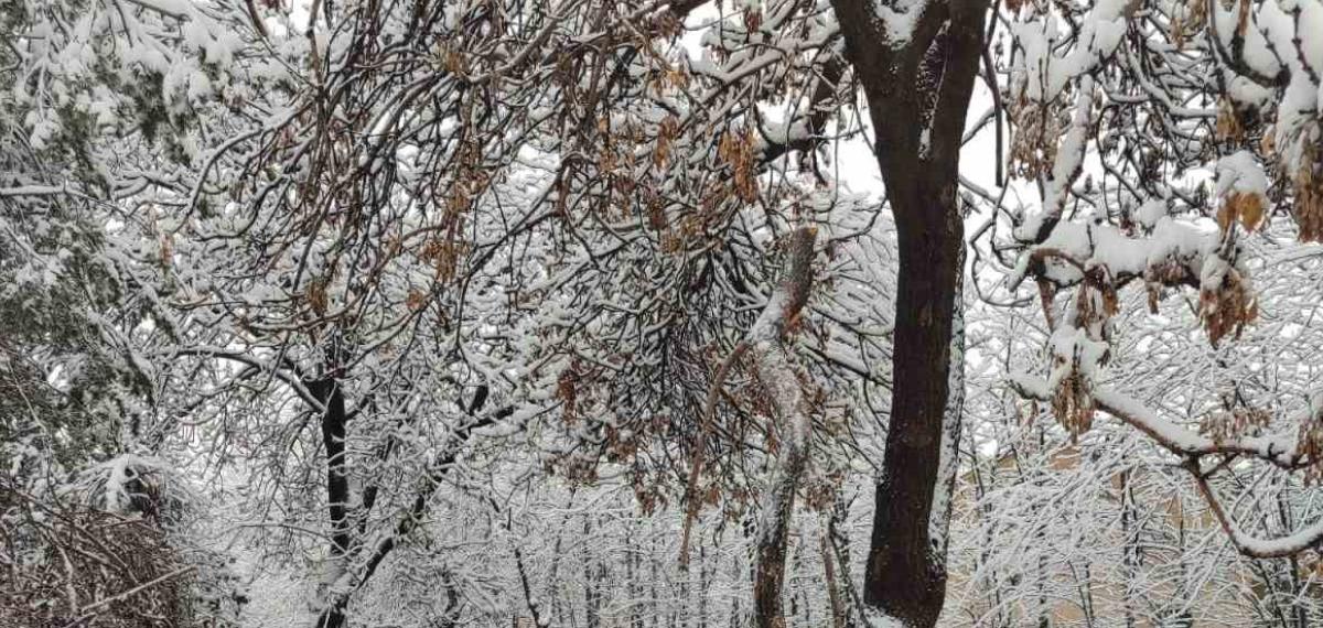 Kayseri Büyükşehir’den Kış Çalışmalarında Ağaç Güvenliği Seferberliği