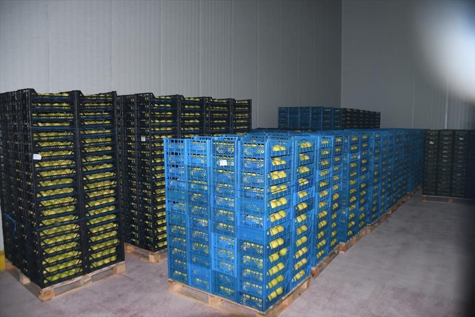 Kestel’e 400 Milyon Liralık Dev Meyve Tesisi Kuruluyor