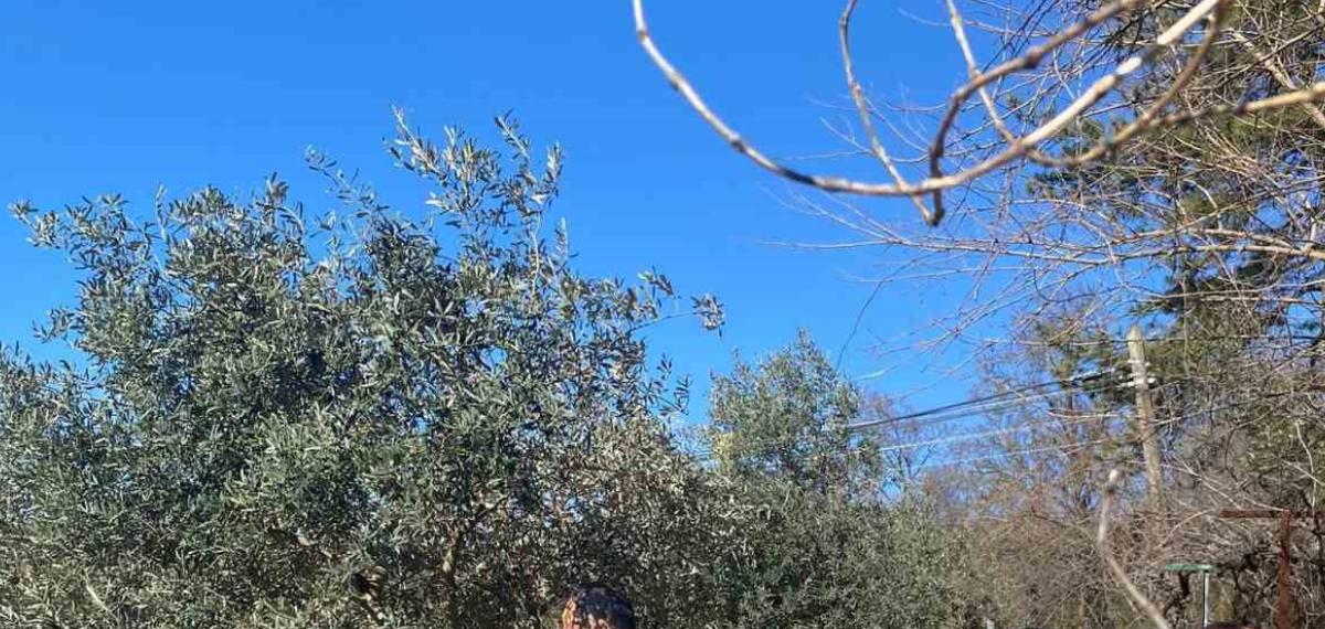 Menteşe’de Zeytin Ağaçları Mercek Altında