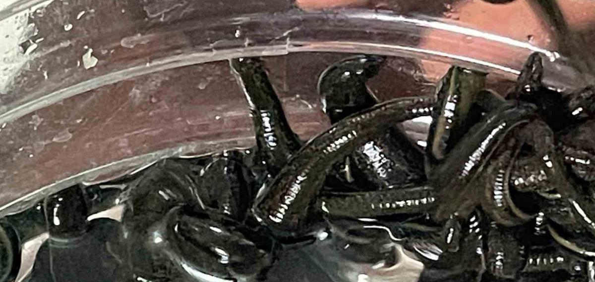 Mezbaha Kanıyla Besleniyor, Birçok Hastalığa Şifa Oluyorlar