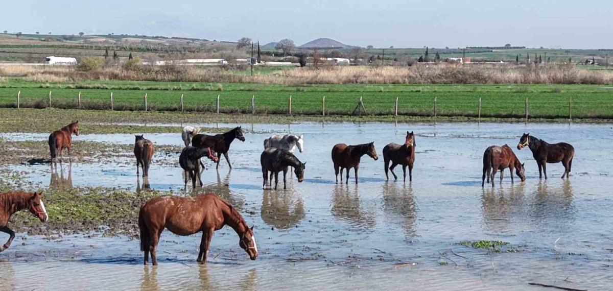 Milyonluk Yarış Atları da Su Altında Kaldı
