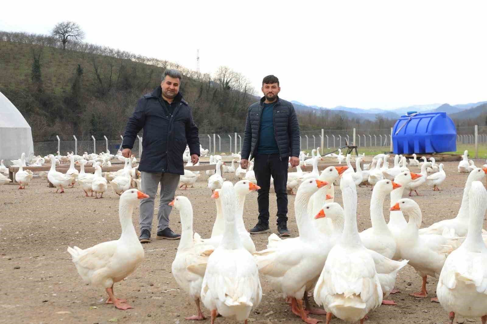 Ordu’da ‘Alım Garantisi’ ile Kaz Yetiştiriciliği Büyüyor