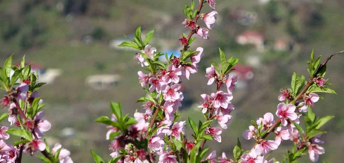 Ordu’da Yalancı Bahar: Meyve Ağaçları Kışın Çiçek Açtı