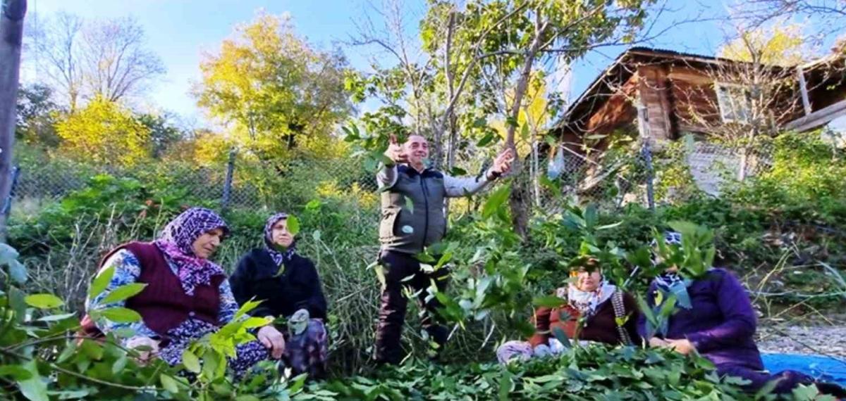 Orman Köylüsü Ekmeğini Topraktan Çıkartıyor