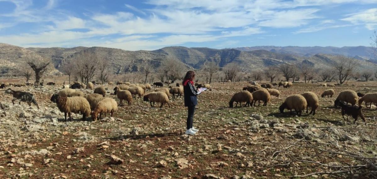 Ormaniçi’nde Mera Seferberliği: Ekipler Sahada, Arazi Kullanımı Mercek Altında