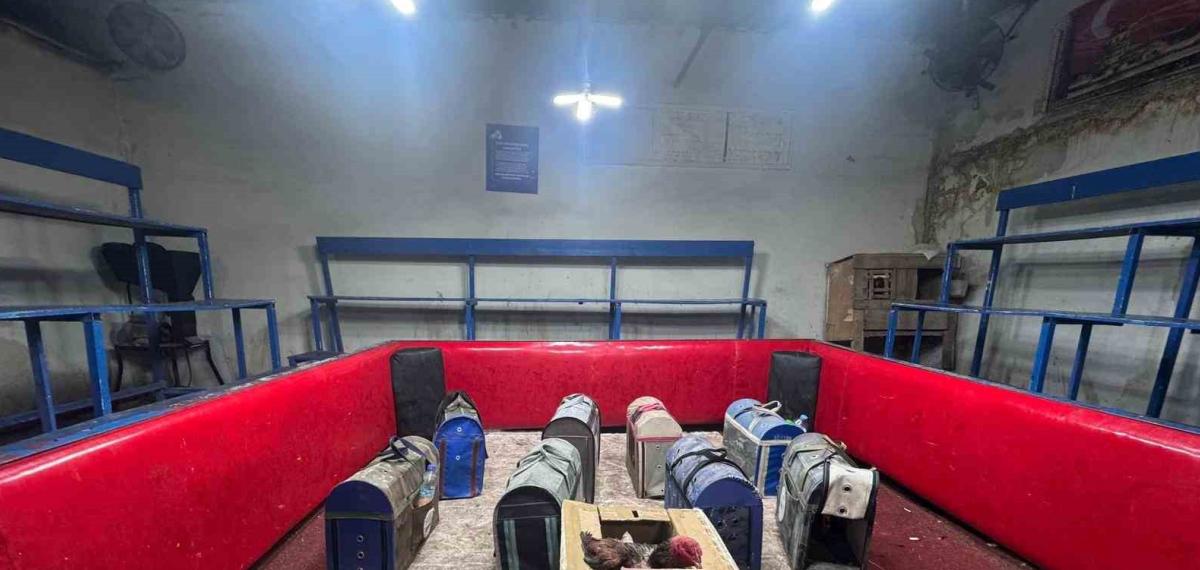 Polis, Temizlik İşçisi Kılığına Girerek Horoz Dövüşünü Ortaya Çıkardı