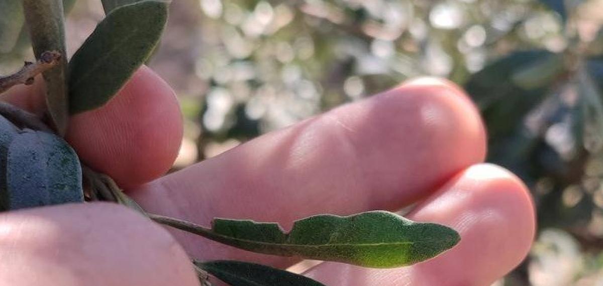 Salihli’de Zeytin Üreticilerine Halkalı Leke Uyarısı