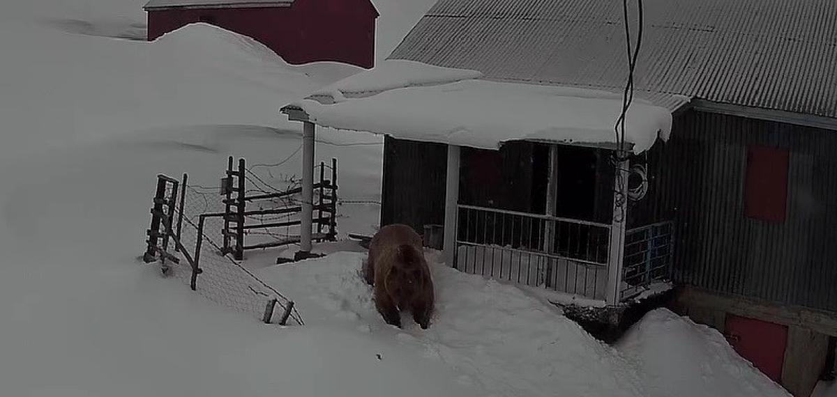 Sis Dağı’nın Davetsiz Misafiri: Koca Ayı Evleri Mesken Tuttu