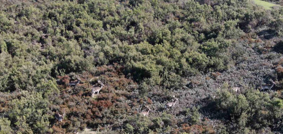 Sosyal Medyada Paylaşıldı, Tuzla’daki Geyikler İlgi Odağı Oldu