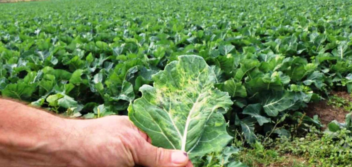 Tarımsal Üretimde Samsun Başı Çekiyor