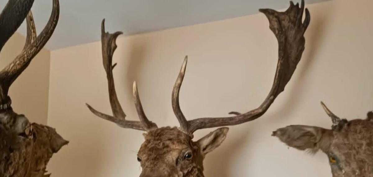 Tekirdağ’da Yaban Hayvanlarına Ait 40 Adet Tahnit ve Trofe Ele Geçirildi