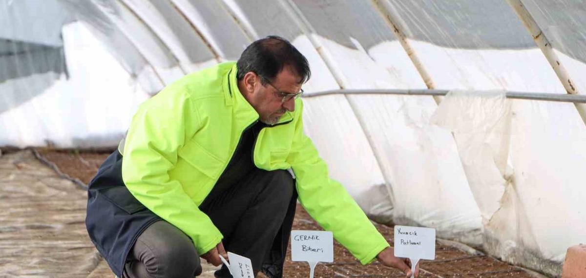 Yerel Tohum Toprakla Buluştu, 300 Bin Fide Çiftçilere Ücretsiz Dağıtılacak