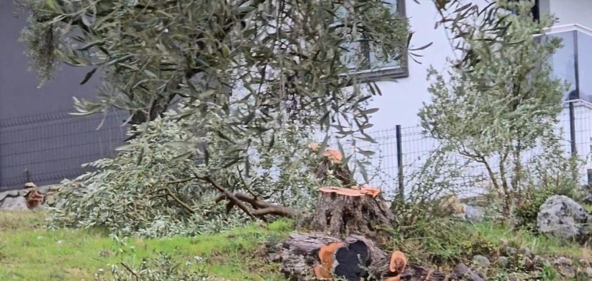 Zeytin Ağaçlarını Kesen ve Görevinden İstifa Eden CHP’li Başkana 36 Bin 762 Lira Para Cezası