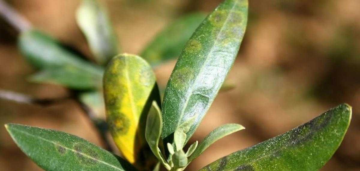 Zeytinde Halkalı Leke Hastalığı ile Mücadele Çağrısı