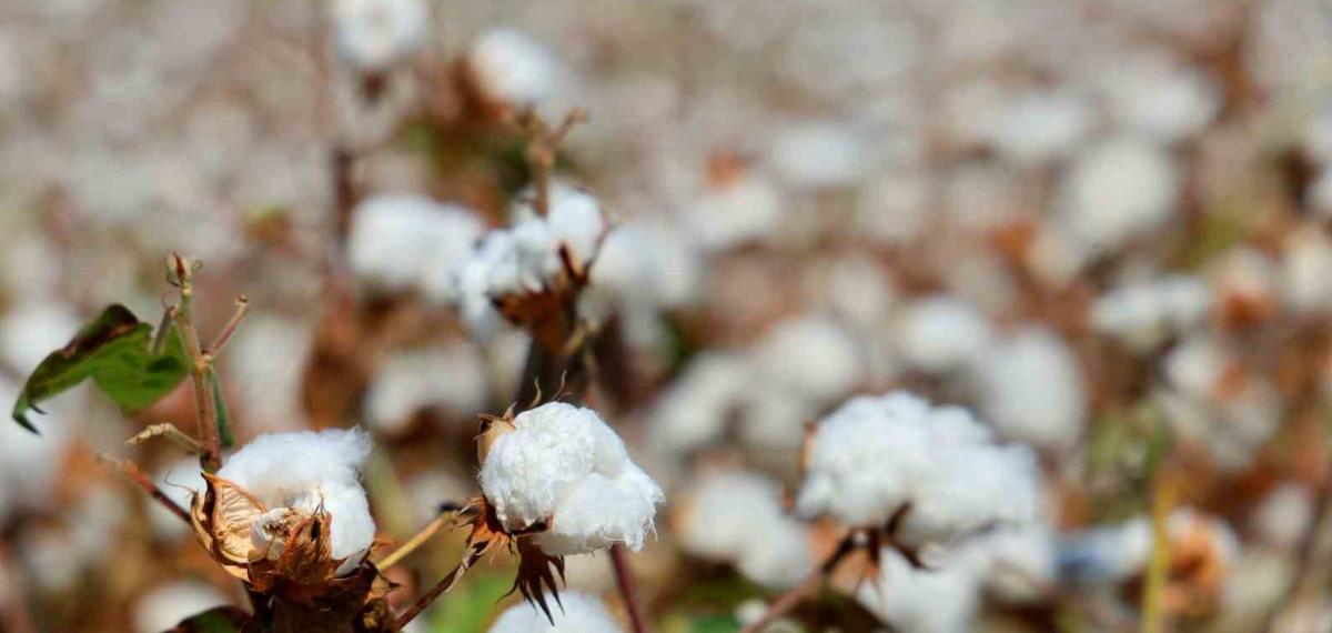 Adana’da Pamukta ’Pembekurt’ Zararlısına Karşı Uyarı