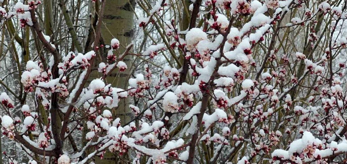 Afyonkarahisar ve Kütahya’da Badem ve Kayısı Çiçekleri Karla Kaplandı