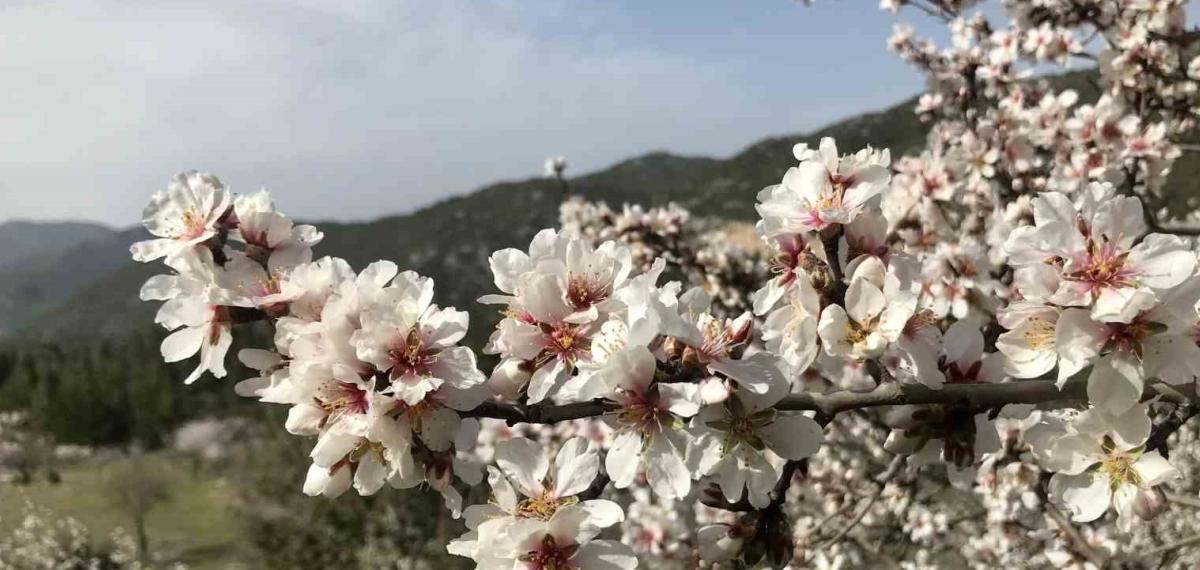 Antalya’da Badem Ağaçları Çiçek Açtı, Doğada Renk Cümbüşü Yaşanıyor