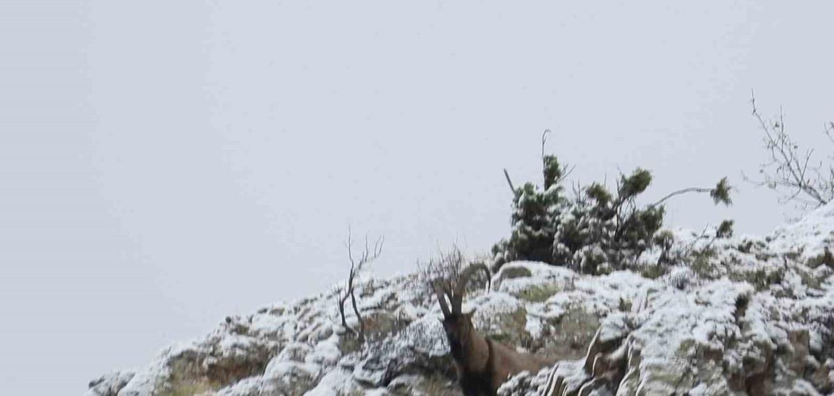 Av Yasağı Başladı