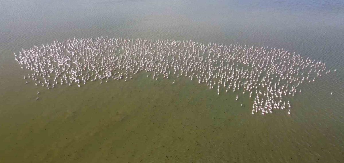 Baharın Habercisi Allı Turnalar Yozgat’ta Görüntülendi