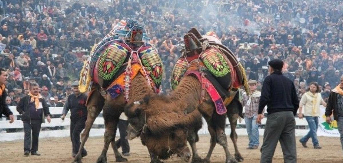 Balıkesir’de Deve Güreşlerinin Önü Açıldı