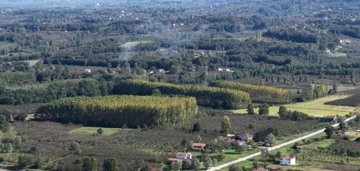 Çarşamba Ovası Meyvede Zirvede