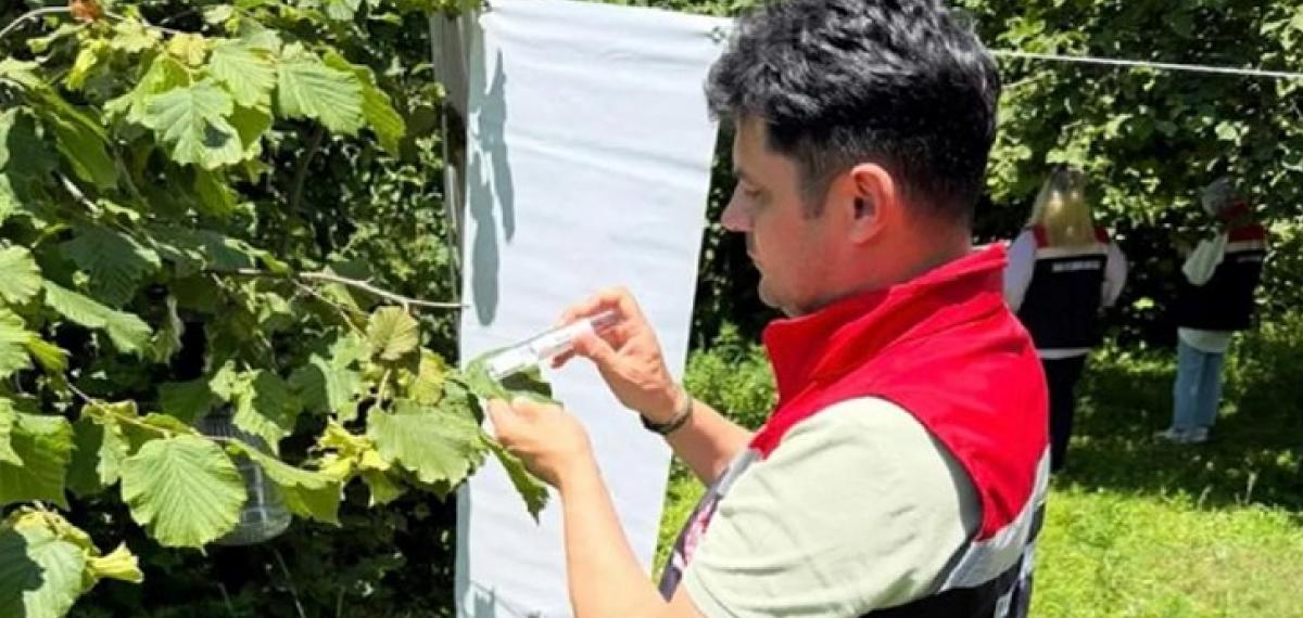 Çarşamba Ovası’nda Kokarcayla Mücadele