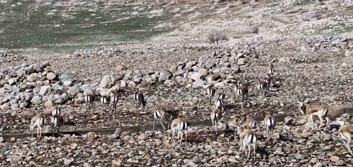 Cudi Dağında Ceylan Popülasyonu 165’e Ulaştı
