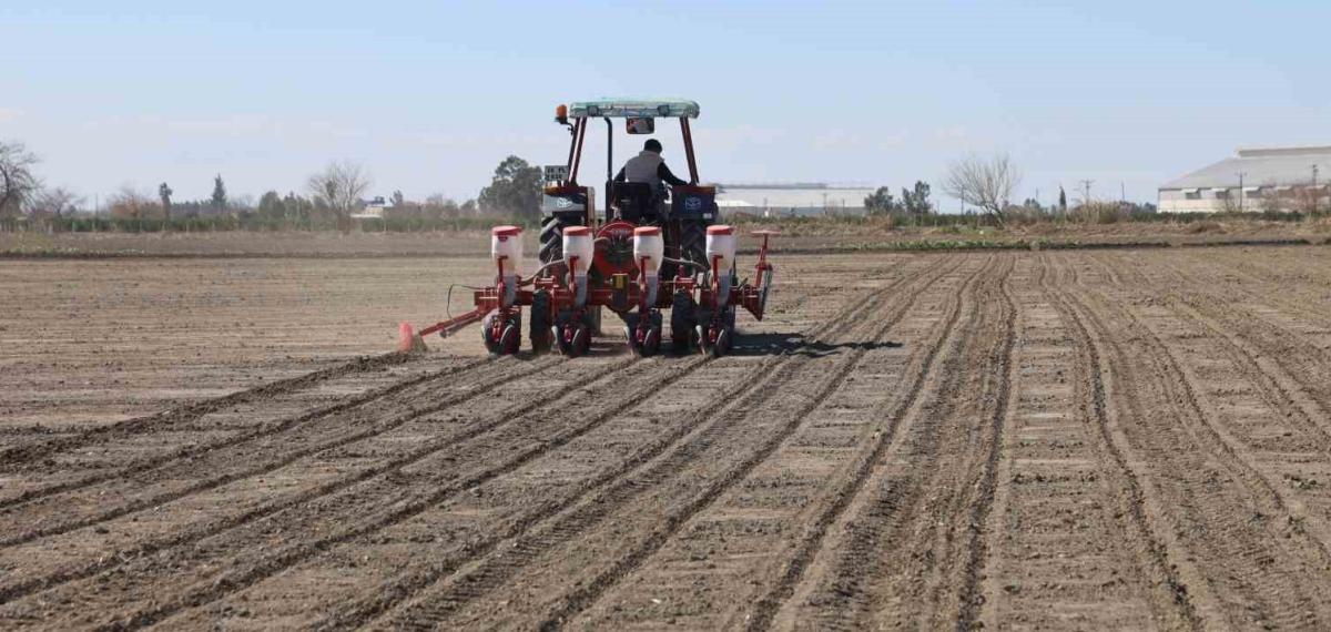 Çukurova’nın Bereketli Toprakları Mısır ve Ayçiçeği Tohumları ile Buluştu