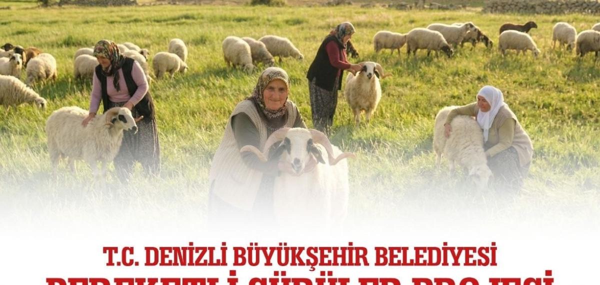Denizli Büyükşehir 582 Üreticiye 1200 Adet Koyun ve Koç Dağıtacak