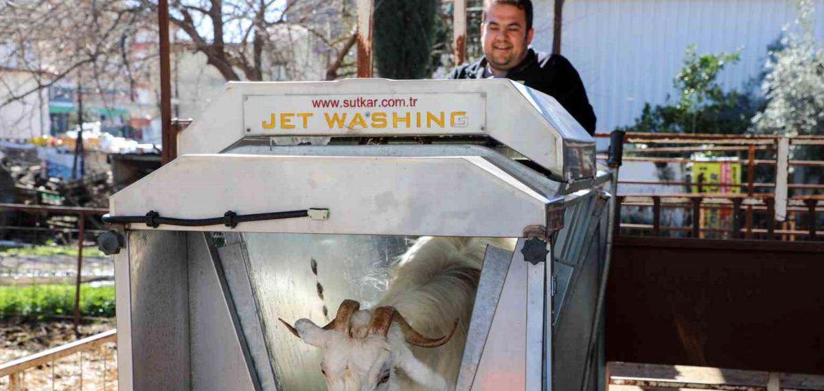 Döşemealtı’nda Küçükbaş Hayvanlara Ücretsiz Parazit Uygulaması