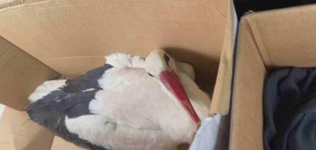 Göç Yolundaki Leyleklere Av Tüfeğiyle Ateş Ettiler