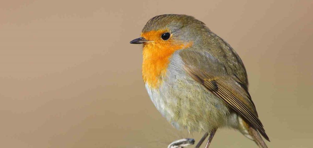 Göçmen Kuşların Uğrak Noktası Türkiye: 2025’te 34 Bin 360 Kuş Halkalandı