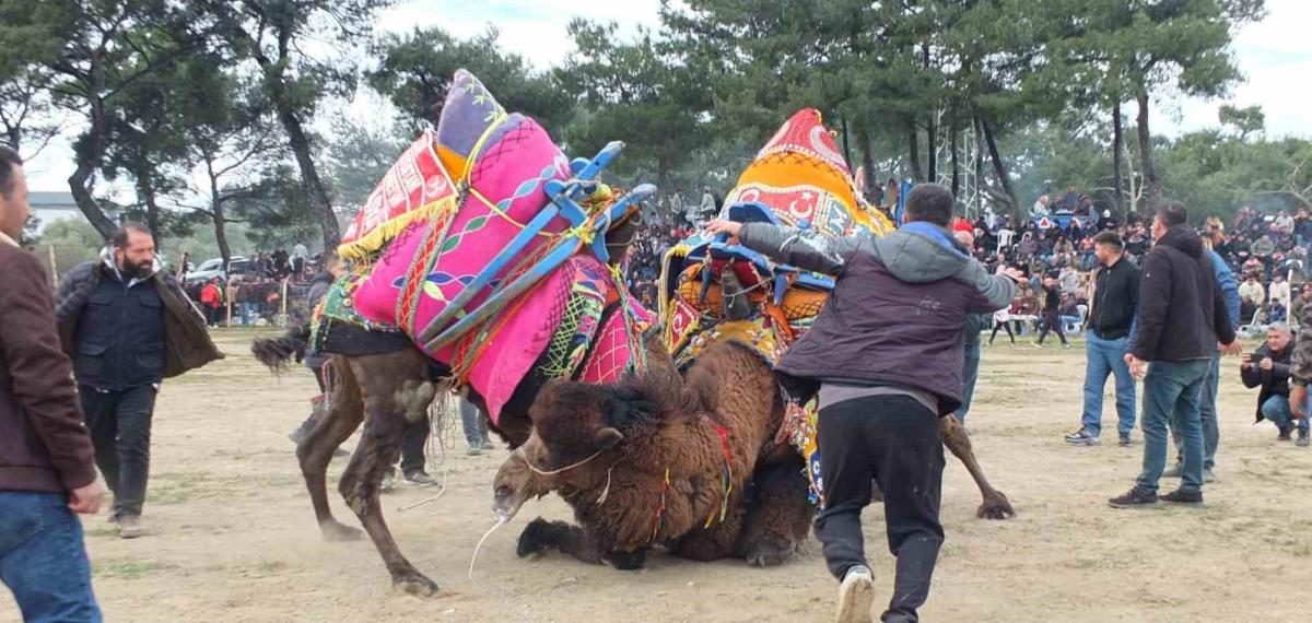 Güreşçi Develer, Bir Yıl Sonra Sahalara Geri Döndü