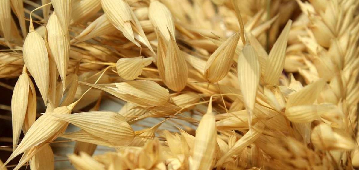 Hüyük’te Yulaf Üretimine Demonstrasyon Desteği