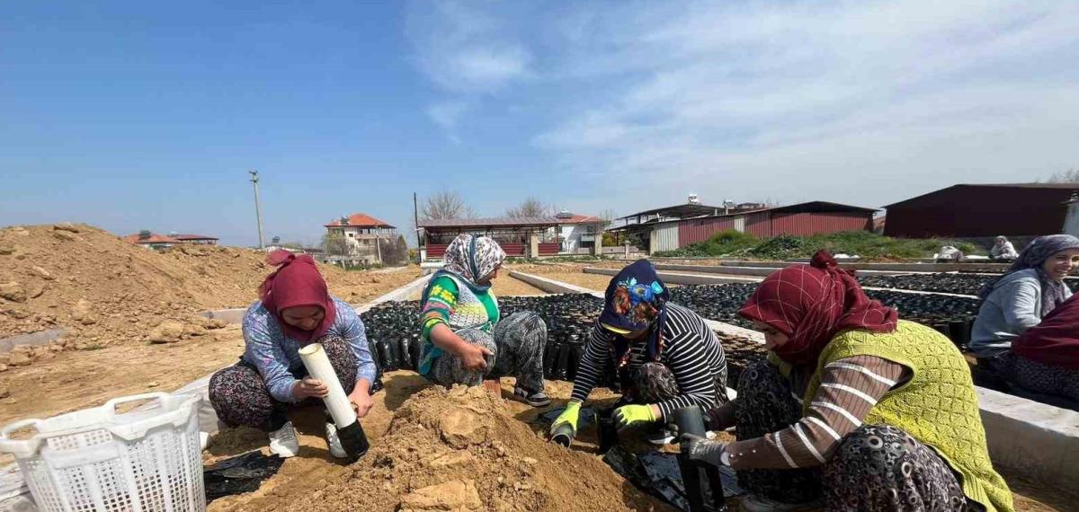 İki Kardeşten Üzüm Fidanında Büyük Başarı