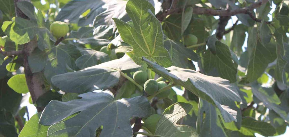 İncir Üretiminde Yenilenebilir Enerjinin Etkisi Araştırılacak