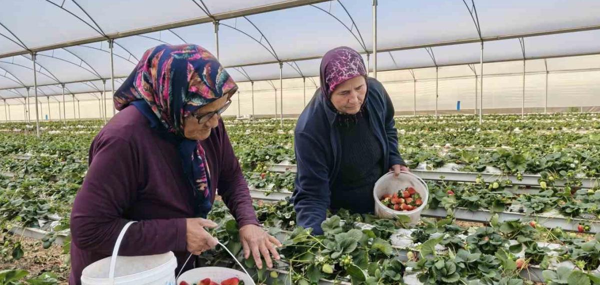 Kadınlar Gününü Tarlada Çalışarak Kutladılar