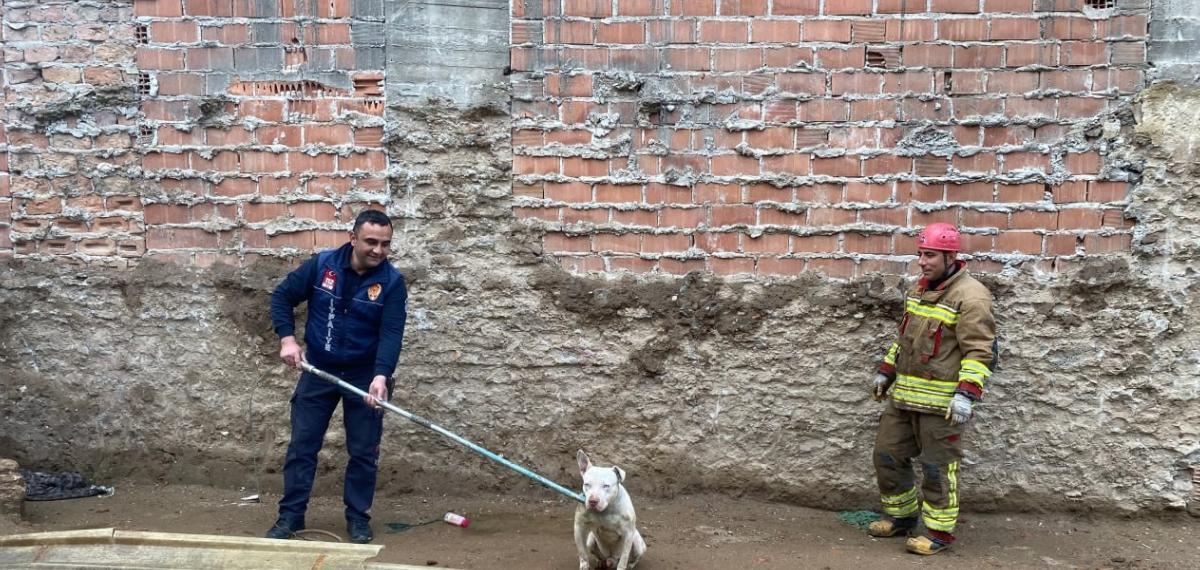 Kapalı İnşaat Çukuruna Düşen Köpeği İtfaiye Kurtardı